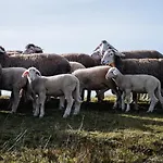 Ferienhaeuser Zur Schaeferei *