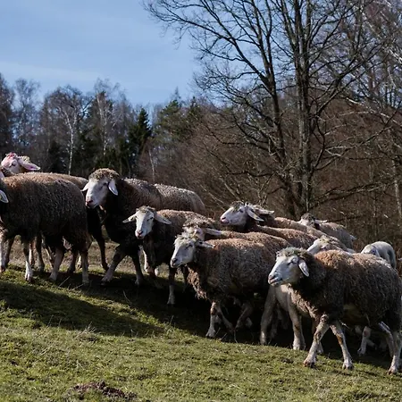 Ferienhaeuser Zur Schaeferei *