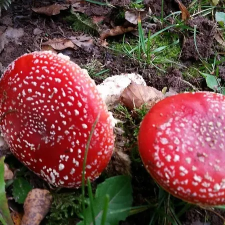 Appartamento Ferienhaeuser Zur Schaeferei Mitwitz