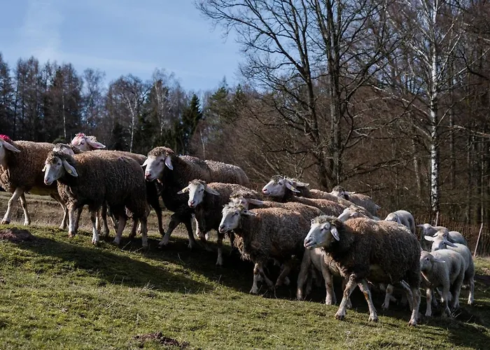 Ferienhaeuser Zur Schaeferei *